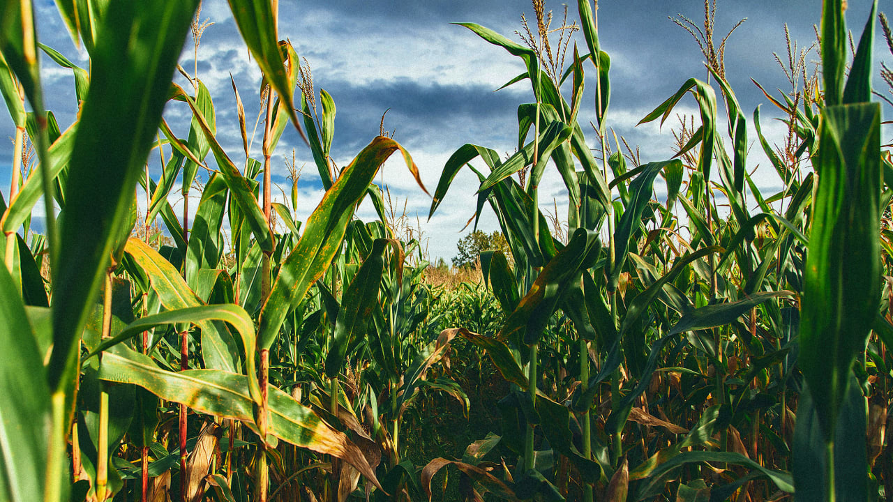 U.S. wins dispute with Mexico over banning genetically modified corn imports