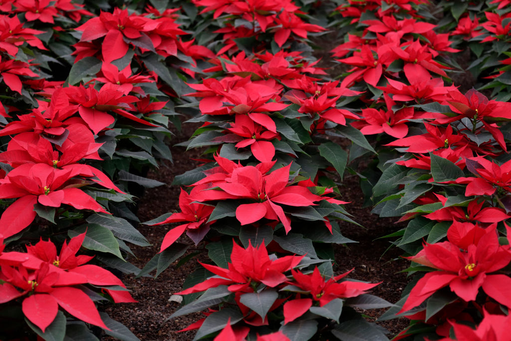 How the Poinsettia Became a Symbol of Christmas