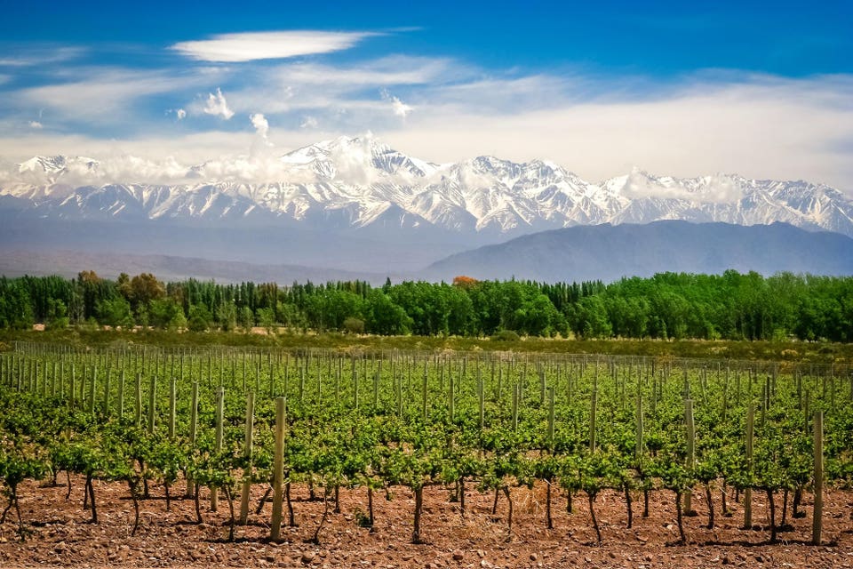 Why Mountain Grown Grapes Produce Superior Wine