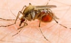 Male mosquitoes to be genetically engineered to poison females with semen in Australian research